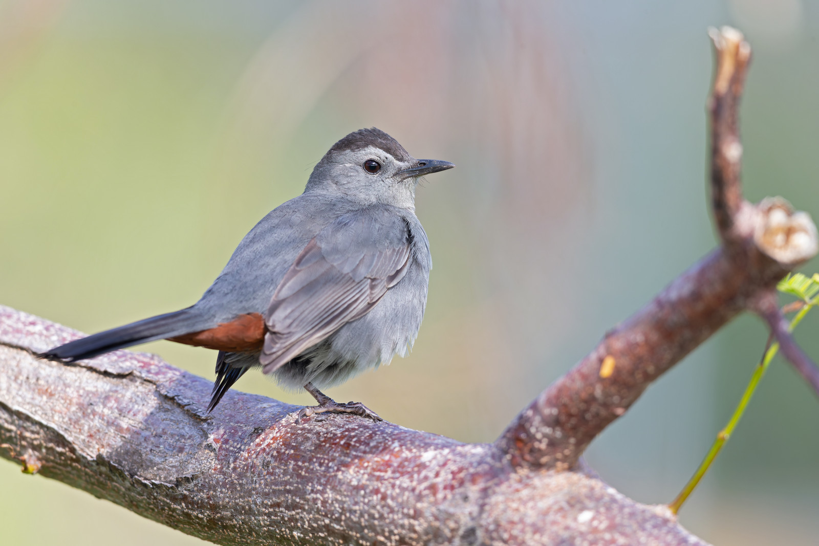 image Grey Catbird